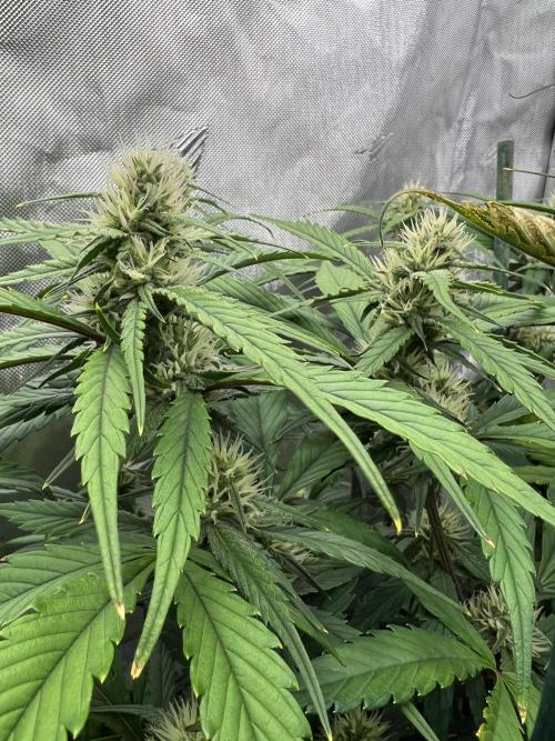 Papaya Cookies. Week 5