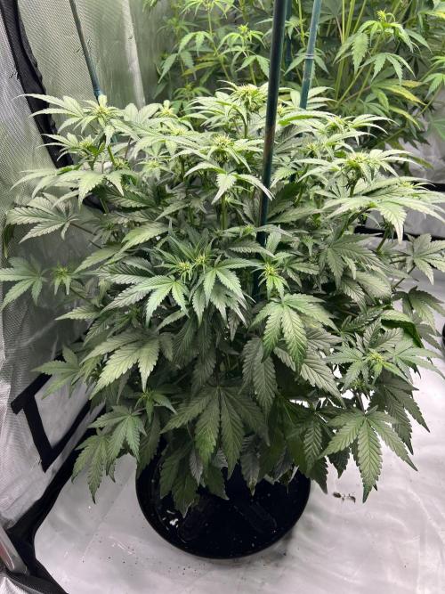 Dead Skunk auto. Week 5