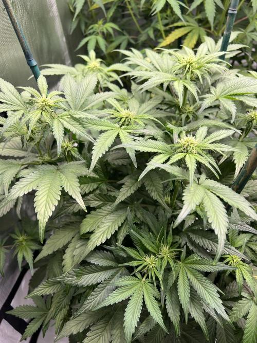 Dead Skunk auto. Week 5