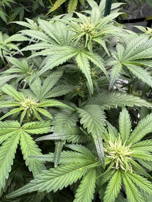 Dead Skunk auto. Week 5