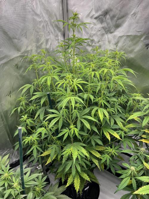 Squirt auto by Humboldt Seed Co. Week 5