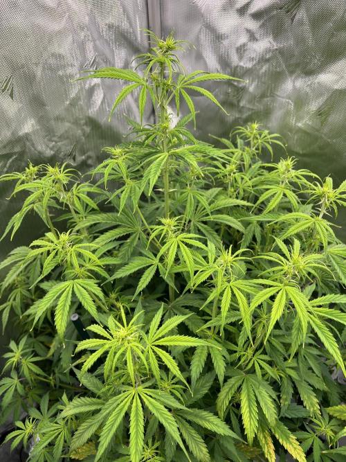 Squirt auto by Humboldt Seed Co. Week 5