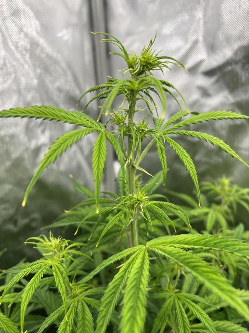 Squirt auto by Humboldt Seed Co. Week 5