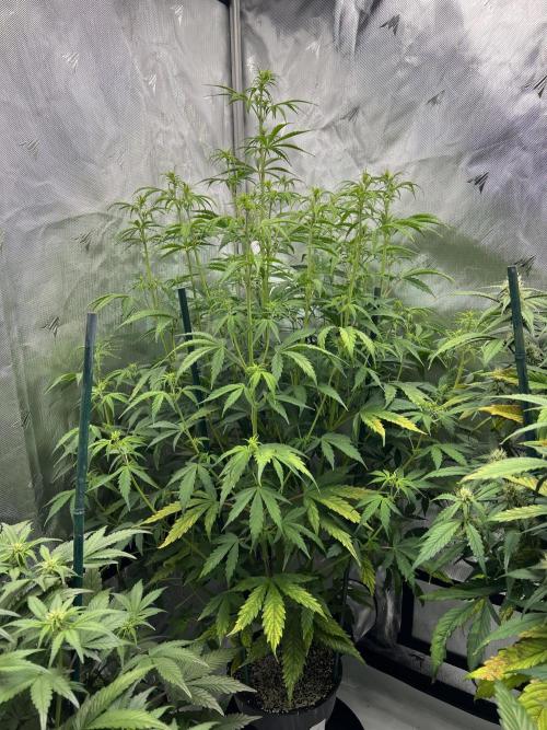 Squirt auto by Humboldt Seed Co. Week 5