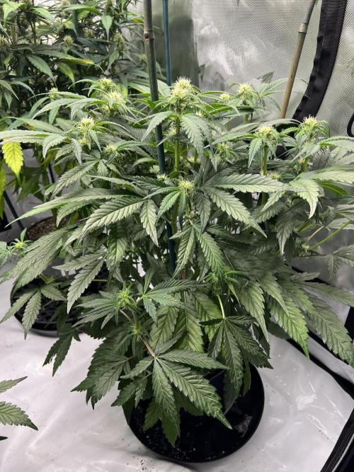 Sowahh Queen auto. Week 5