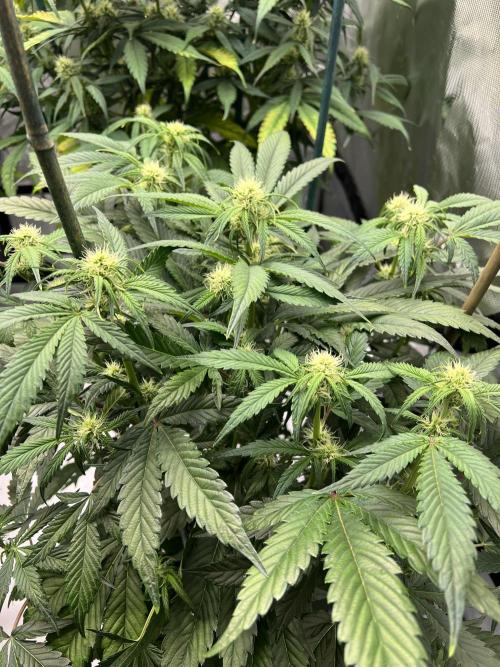 Sowahh Queen auto. Week 5