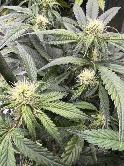 Sowahh Queen auto. Week 5