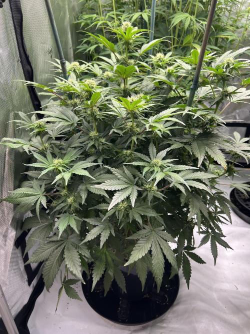 Dead Skunk auto. Week 6