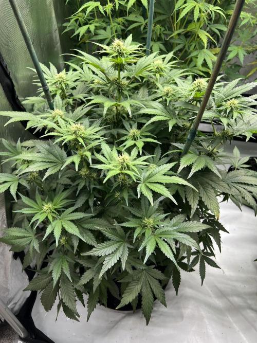 Dead Skunk auto. Week 6