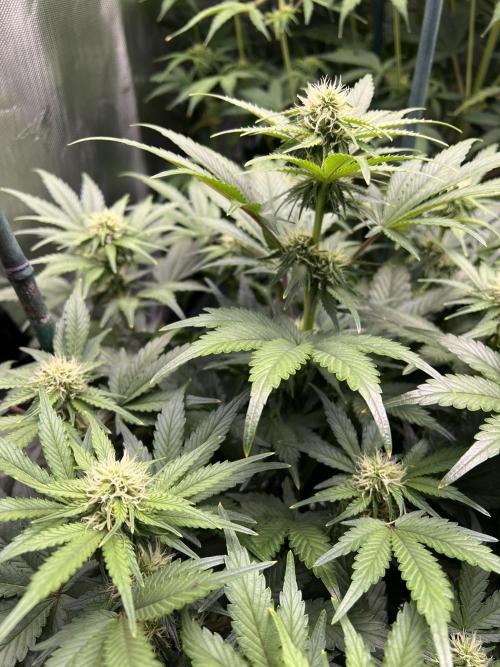 Dead Skunk auto. Week 6