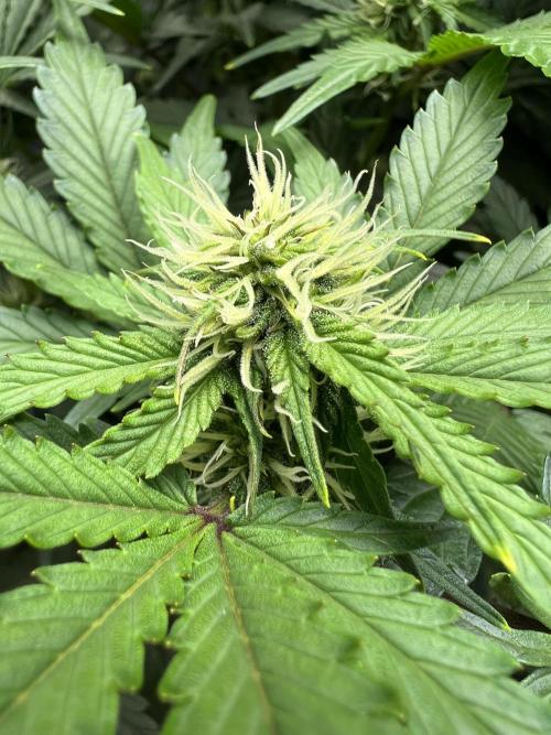 Dead Skunk auto. Week 6