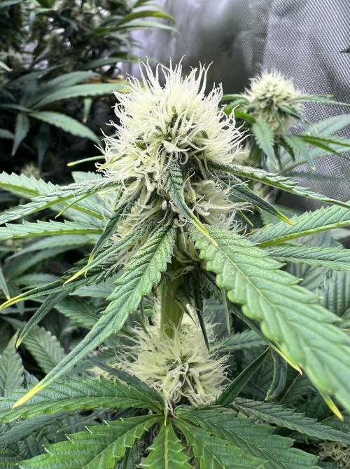 Sowahh Queen auto. Week 6