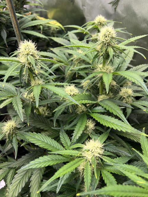 Sowahh Queen auto. Week 6