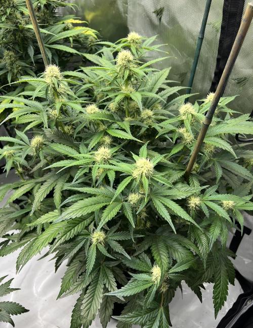 Sowahh Queen auto. Week 6