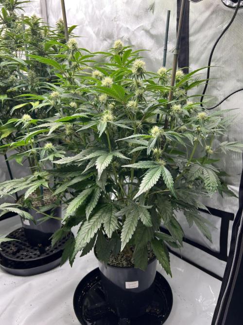 Sowahh Queen auto. Week 6