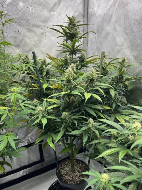 Papaya Cookies. Week 6