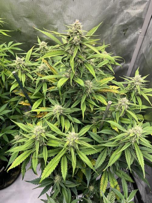 Papaya Cookies. Week 6