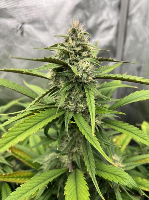 Papaya Cookies. Week 6