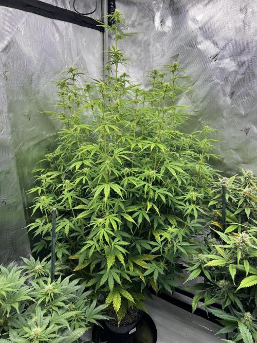 Squirt auto by Humboldt Seed Co. Week 6