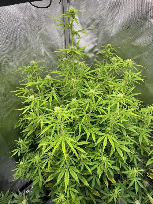 Squirt auto by Humboldt Seed Co. Week 6