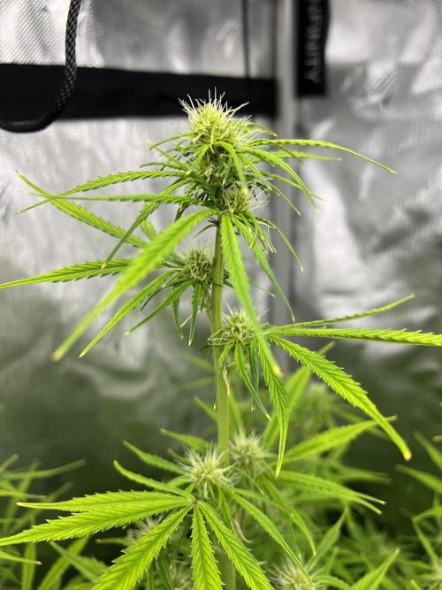 Squirt auto by Humboldt Seed Co. Week 6