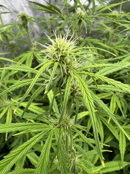 Squirt auto by Humboldt Seed Co. Week 6