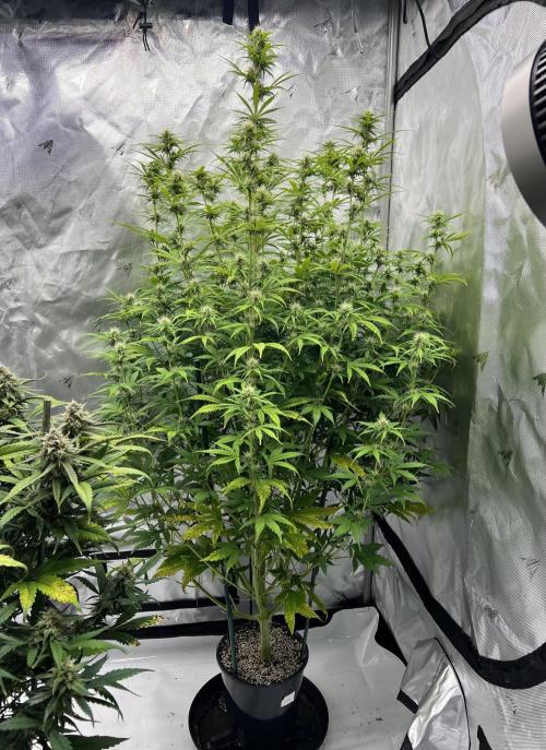 Squirt auto by Humboldt Seed Co. Week 7