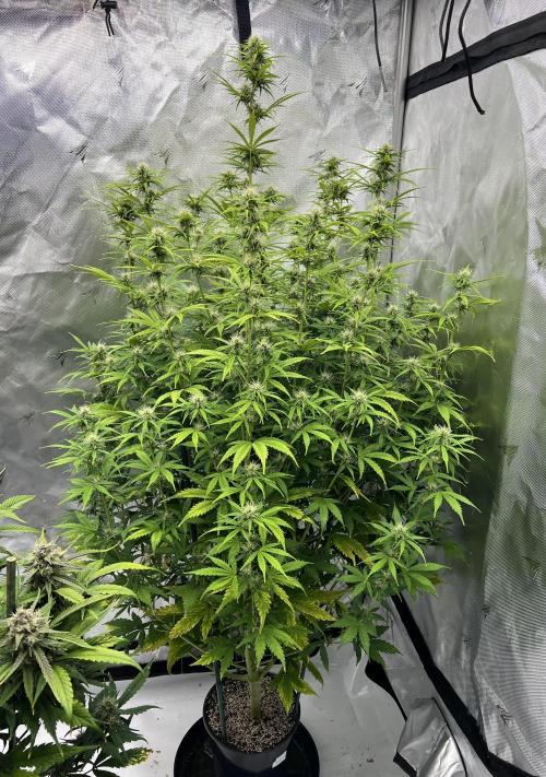 Squirt auto by Humboldt Seed Co. Week 7