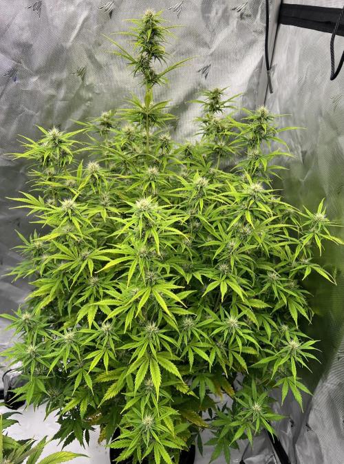 Squirt auto by Humboldt Seed Co. Week 7