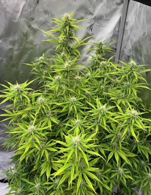 Squirt auto by Humboldt Seed Co. Week 7