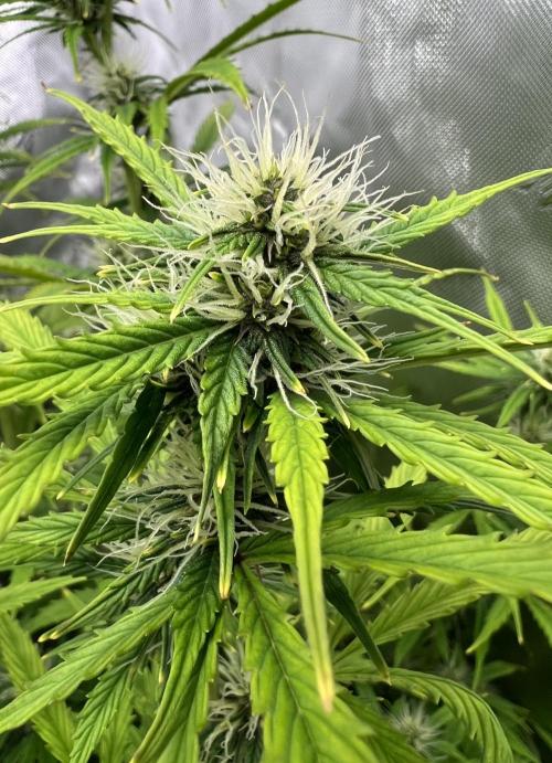 Squirt auto by Humboldt Seed Co. Week 7