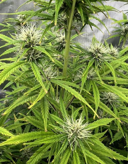 Squirt auto by Humboldt Seed Co. Week 7