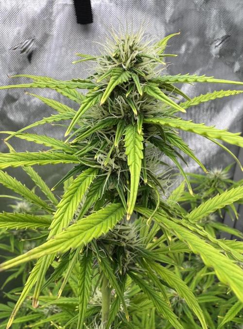 Squirt auto by Humboldt Seed Co. Week 7