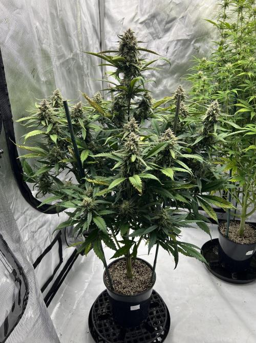 Papaya Cookies. Week 7