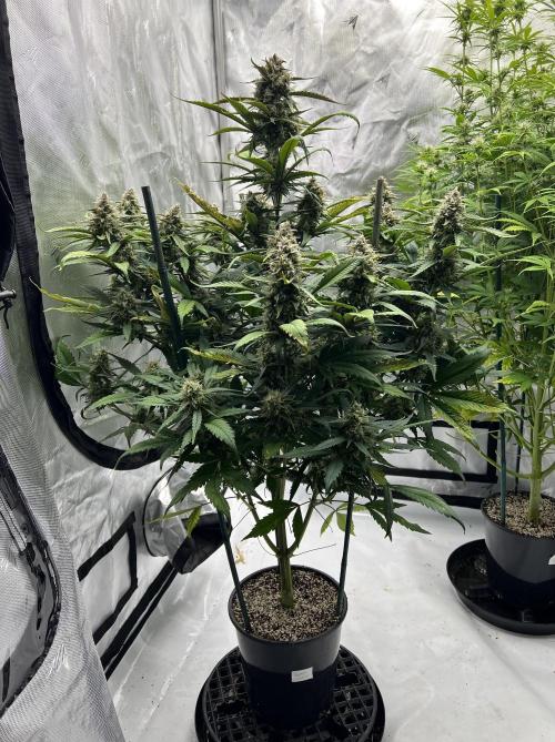 Papaya Cookies. Week 7