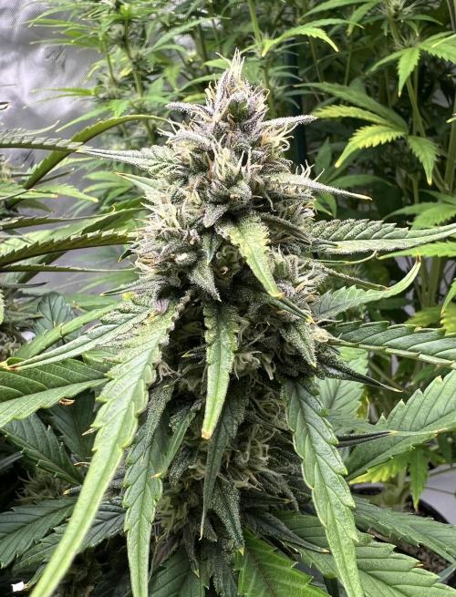 Papaya Cookies. Week 7