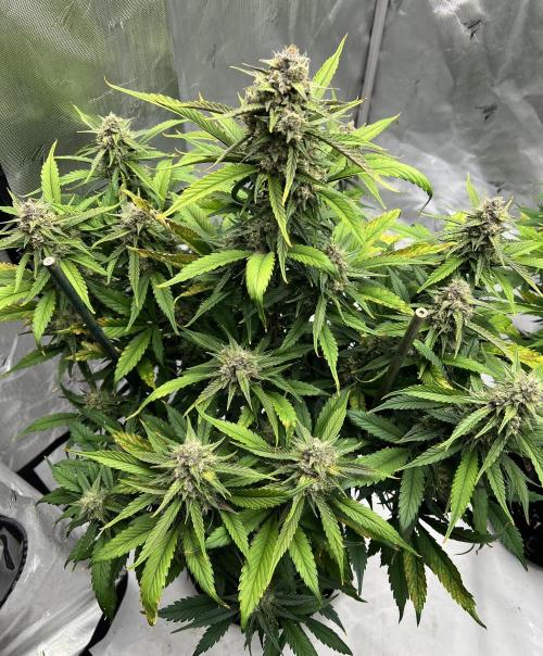 Papaya Cookies. Week 7