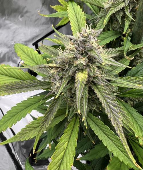 Papaya Cookies. Week 7