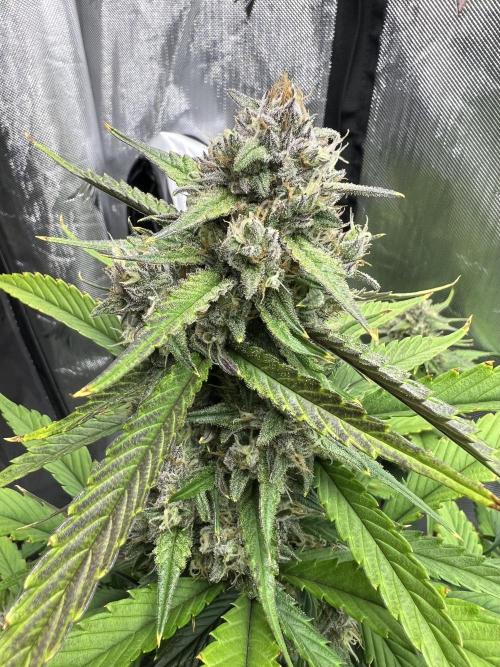 Papaya Cookies. Week 7