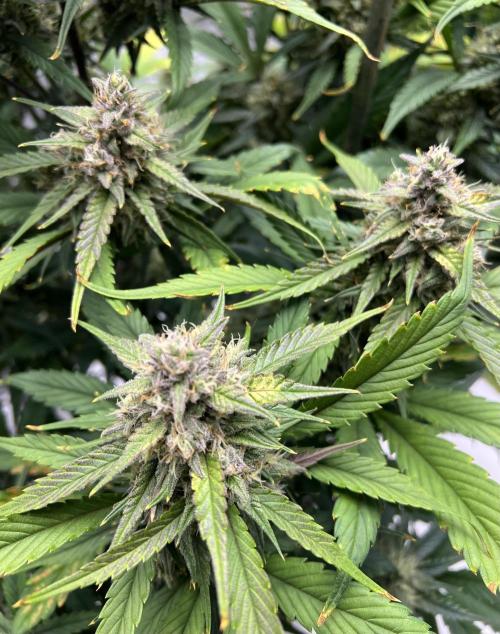 Papaya Cookies. Week 7