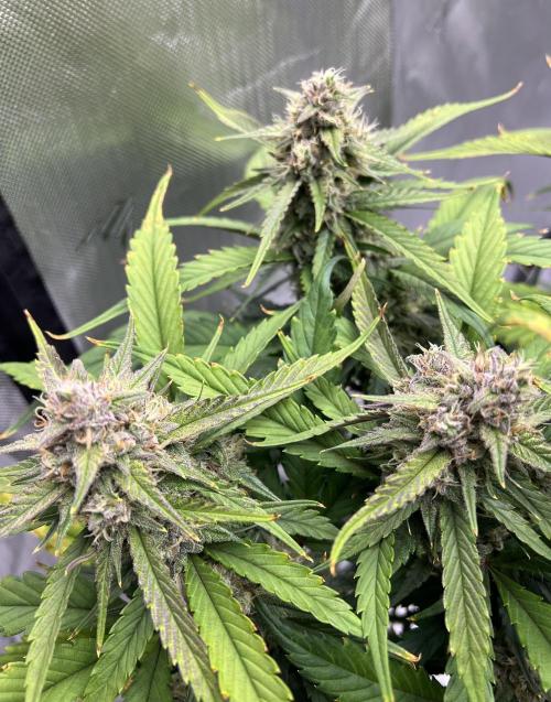 Papaya Cookies. Week 7