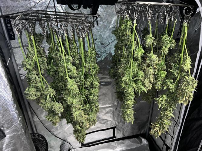 Sorbet Dream auto - Laughing Hyena Seeds. Week 7