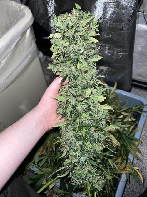 Sorbet Dream auto - Laughing Hyena Seeds. Week 7