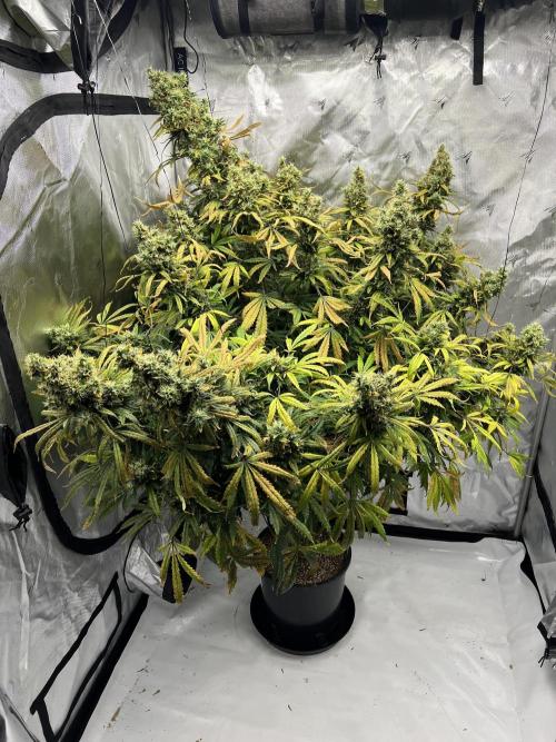 Sorbet Dream auto - Laughing Hyena Seeds. Week 7