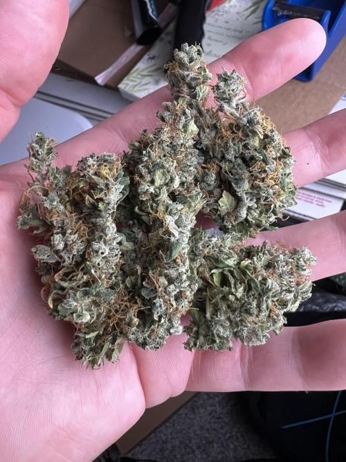 Sorbet Dream auto - Laughing Hyena Seeds. Week 7