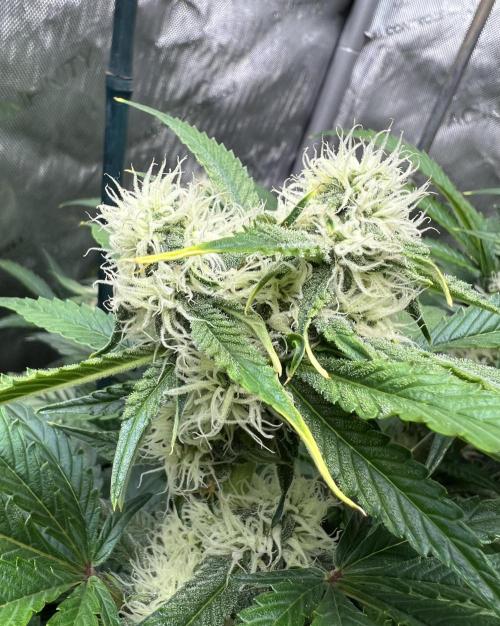 Sowahh Queen auto. Week 7