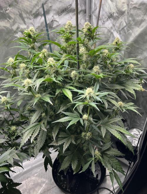 Sowahh Queen auto. Week 7