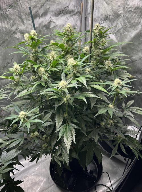 Sowahh Queen auto. Week 7