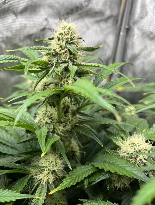 Sowahh Queen auto. Week 7