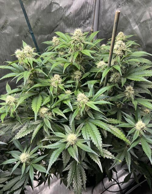 Sowahh Queen auto. Week 7